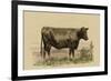 Antique Cow II-Julian Bien-Framed Premium Giclee Print