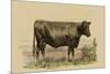 Antique Cow II-Julian Bien-Mounted Premium Giclee Print