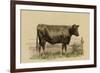 Antique Cow II-Julian Bien-Framed Art Print