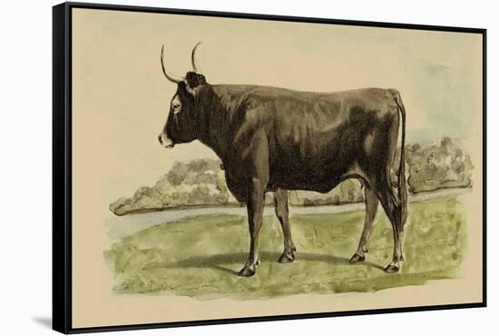 Antique Cow III-Julian Bien-Framed Stretched Canvas