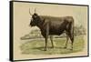 Antique Cow III-Julian Bien-Framed Stretched Canvas