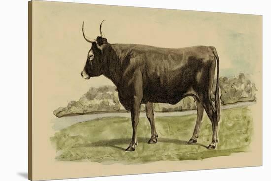 Antique Cow III-Julian Bien-Stretched Canvas