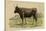 Antique Cow III-Julian Bien-Stretched Canvas