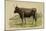 Antique Cow III-Julian Bien-Mounted Art Print