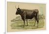 Antique Cow III-Julian Bien-Framed Art Print