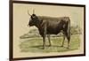 Antique Cow III-Julian Bien-Framed Art Print