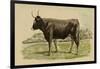 Antique Cow III-Julian Bien-Framed Art Print