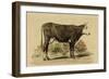 Antique Cow IV-Julian Bien-Framed Art Print