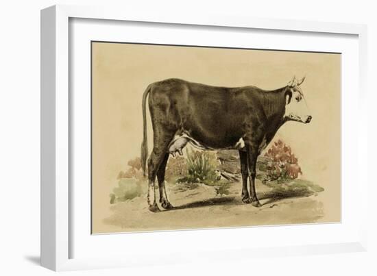 Antique Cow IV-Julian Bien-Framed Art Print