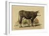 Antique Cow IV-Julian Bien-Framed Art Print