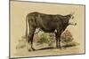 Antique Cow IV-Julian Bien-Mounted Art Print