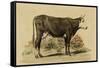 Antique Cow IV-Julian Bien-Framed Stretched Canvas