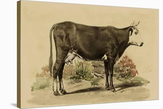 Antique Cow IV-Julian Bien-Stretched Canvas