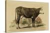 Antique Cow IV-Julian Bien-Stretched Canvas