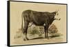 Antique Cow IV-Julian Bien-Framed Stretched Canvas