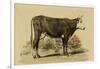 Antique Cow IV-Julian Bien-Framed Art Print