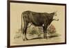 Antique Cow IV-Julian Bien-Framed Art Print