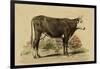 Antique Cow IV-Julian Bien-Framed Art Print