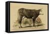 Antique Cow IV-Julian Bien-Framed Stretched Canvas