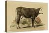 Antique Cow IV-Julian Bien-Stretched Canvas