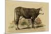 Antique Cow IV-Julian Bien-Mounted Premium Giclee Print