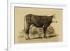 Antique Cow IV-Julian Bien-Framed Art Print