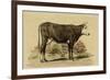 Antique Cow IV-Julian Bien-Framed Art Print