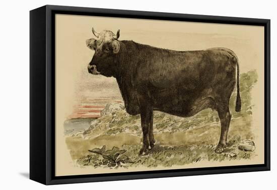 Antique Cow V-Julian Bien-Framed Stretched Canvas