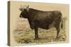 Antique Cow V-Julian Bien-Stretched Canvas