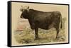 Antique Cow V-Julian Bien-Framed Stretched Canvas