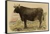 Antique Cow V-Julian Bien-Framed Stretched Canvas