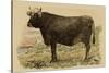 Antique Cow V-Julian Bien-Stretched Canvas