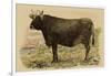 Antique Cow V-Julian Bien-Framed Art Print