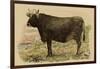 Antique Cow V-Julian Bien-Framed Art Print