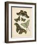 Antique Entomology II-Vision Studio-Framed Art Print