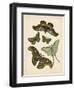 Antique Entomology II-Vision Studio-Framed Art Print