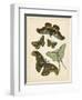 Antique Entomology II-Vision Studio-Framed Art Print