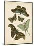 Antique Entomology II-Vision Studio-Mounted Art Print