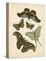 Antique Entomology II-Vision Studio-Stretched Canvas