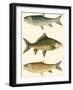 Antique Fish I-Ernest Briggs-Framed Art Print