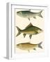 Antique Fish I-Ernest Briggs-Framed Art Print