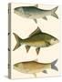 Antique Fish I-Ernest Briggs-Stretched Canvas