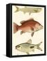 Antique Fish II-Ernest Briggs-Framed Stretched Canvas