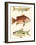 Antique Fish II-Ernest Briggs-Framed Art Print