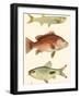 Antique Fish II-Ernest Briggs-Framed Art Print