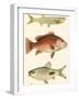 Antique Fish II-Ernest Briggs-Framed Art Print