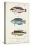 Antique Fish Trio II-Vision Studio-Stretched Canvas