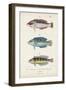 Antique Fish Trio II-Vision Studio-Framed Art Print