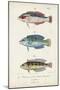 Antique Fish Trio II-Vision Studio-Mounted Art Print