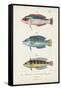 Antique Fish Trio II-Vision Studio-Framed Stretched Canvas